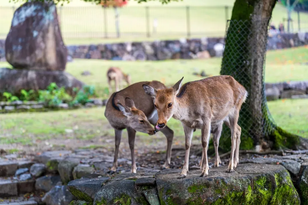 Conclusion: Nature's Language Is Everywhere (Image Credits: Unsplash)
