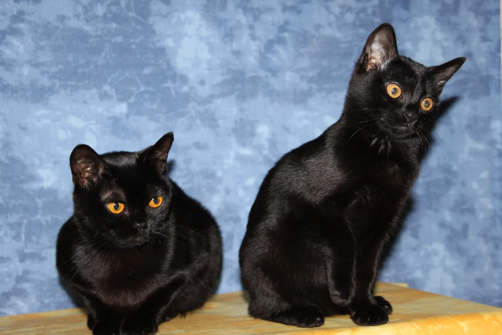 Bombay: The Confident Shadow Cat That Can Bond With a Dog (By Bombaycats, CC BY-SA 3.0)
