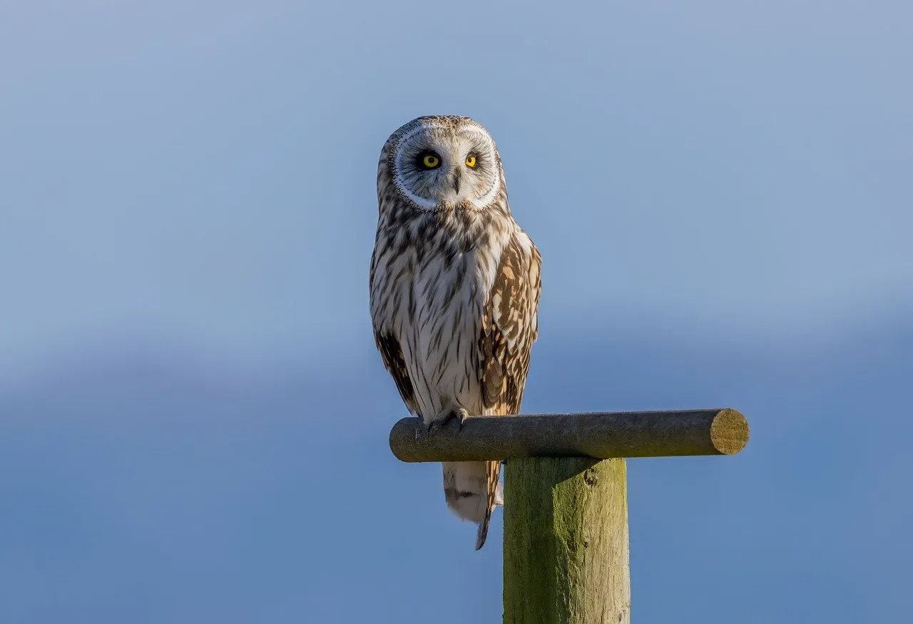 #9 Sagittarius (November 22 &ndash; December 21): The Short-eared Owl (Image Credits: Pixabay)