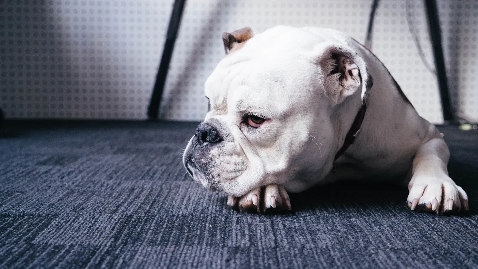 #5 – The English Bulldog Nobody Budgeted For (By meredith hunter mere_hunter, CC0)