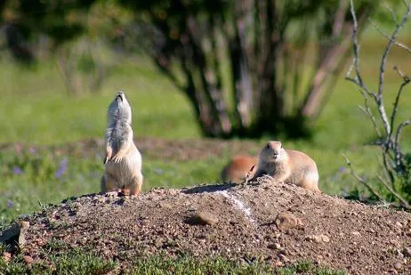 #7 What the calls do not prove, and who else is listening in (USFWS Mountain Prairie, Flickr, CC BY 2.0)