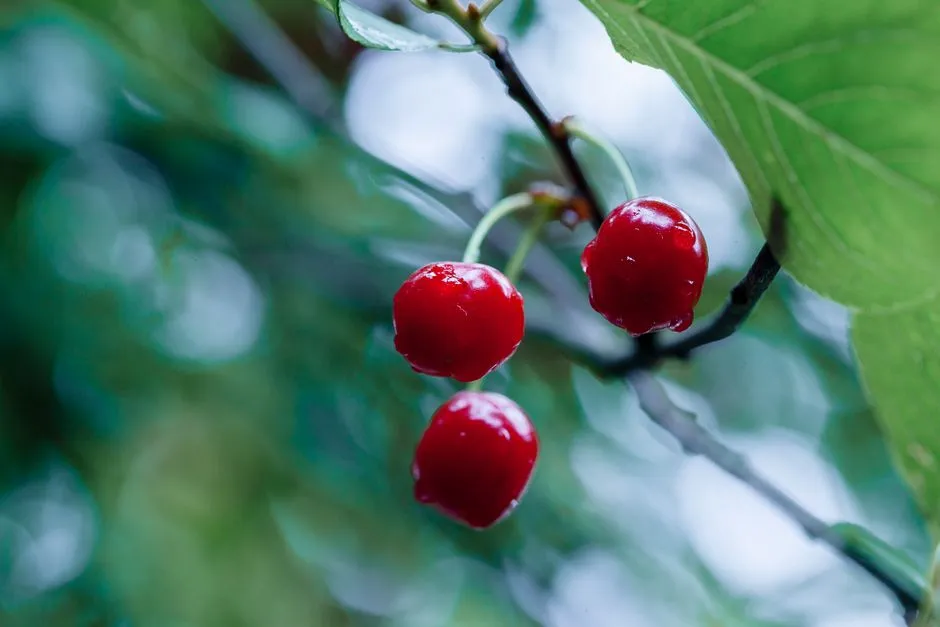 #2 - Wild Cherry Trees Secretly Outperform Most "Bird-Friendly" Ornamentals (Image Credits: Pexels)