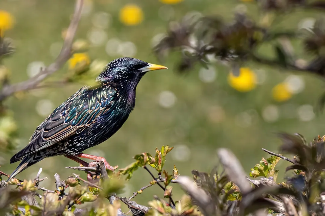 #21 - Starlings Have Fallen Off a Cliff (Image Credits: Unsplash)