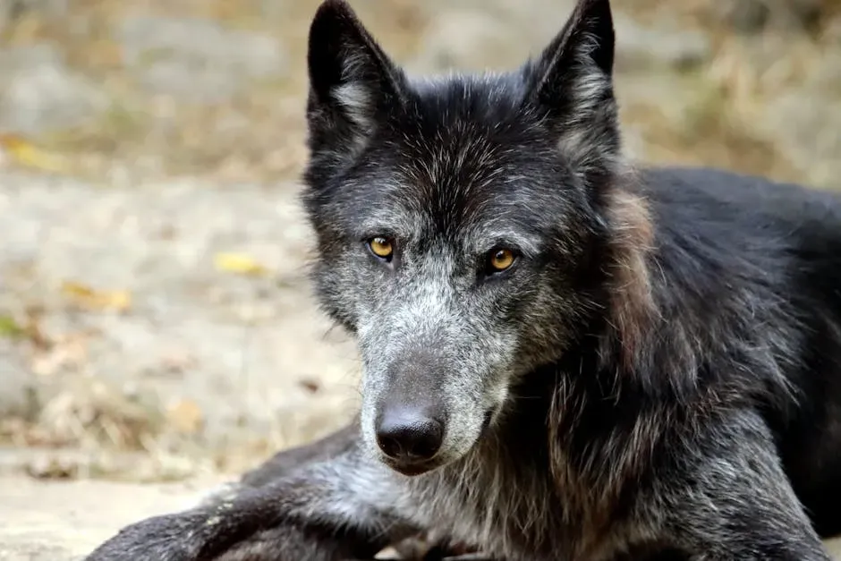 #8 Wolf Hybrid (Image Credits: Pexels)