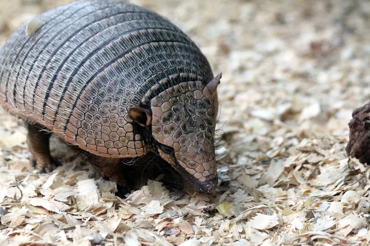 11. The Nine-Banded Armadillo: The Jumping, River-Crossing Oddity (Image Credits: Pixabay)