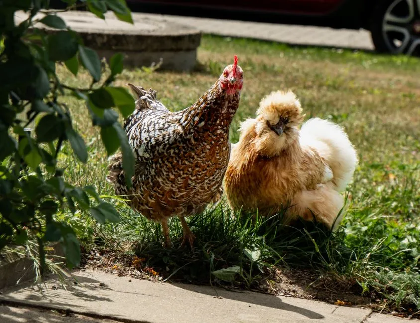#23 - Chickens: Surprisingly Smart, Still Not One-Person Devoted (Image Credits: Pexels)