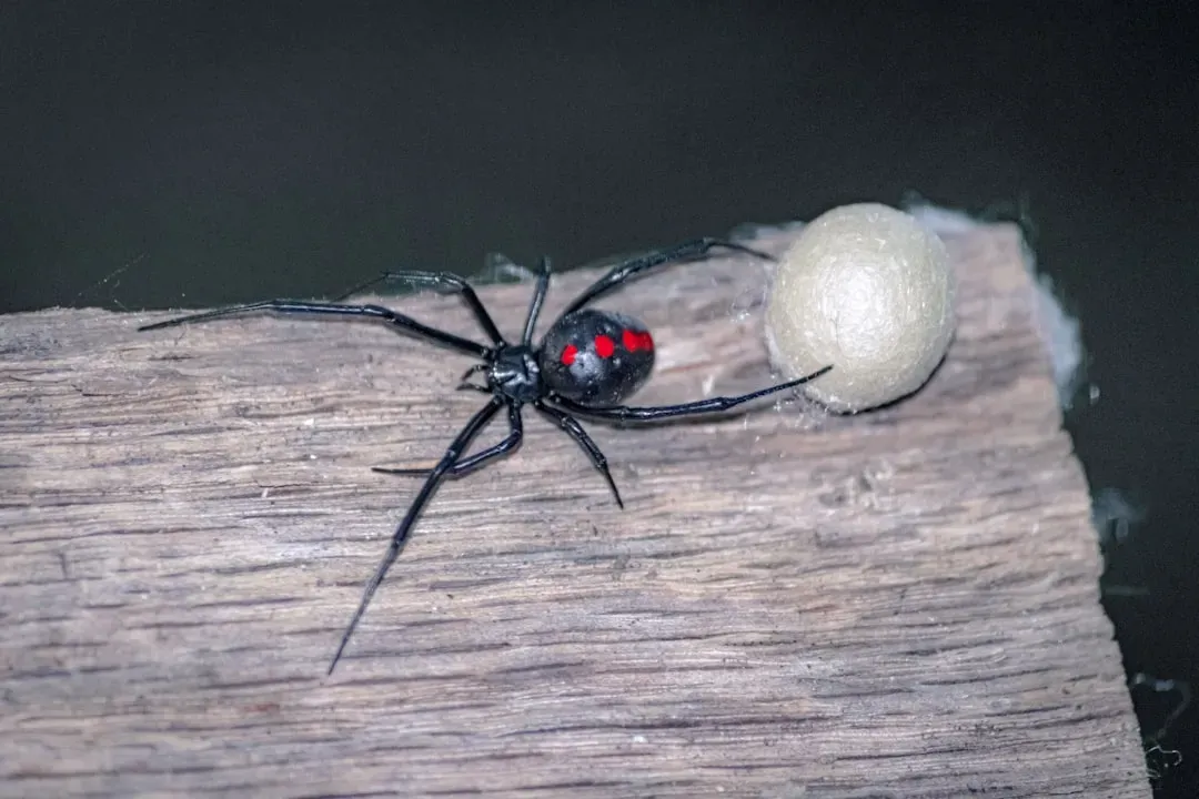 3. Black Widow Spider (Image Credits: Unsplash)