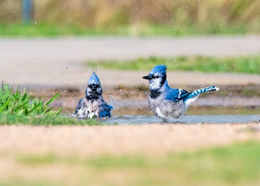 The Role of Alarm Calls in Mobbing Behavior (Image Credits: Pexels)