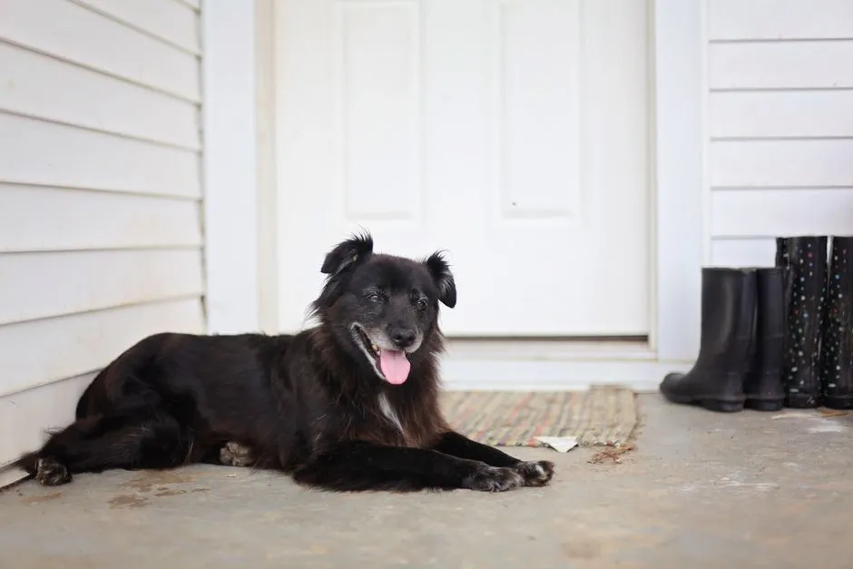 6 - Cooper's Porch Light Ritual (Image Credits: Pexels)