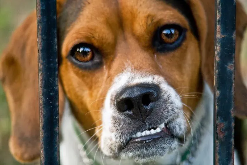 Red Flags: Lip Licks and Tense Freezes (Image Credits: Flickr)