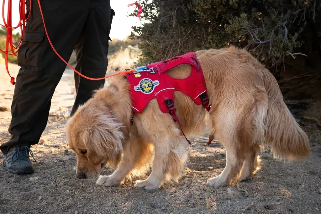 2. Golden Retriever: The Gentle Heart With Unwavering Focus (Image Credits: Rawpixel)