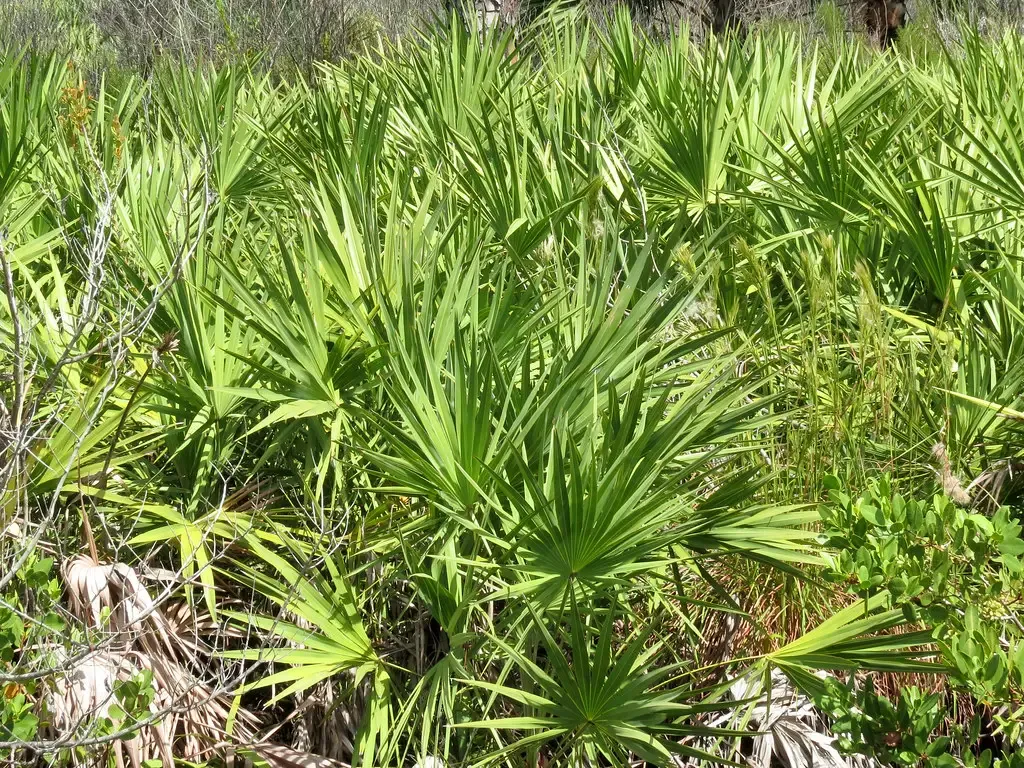 5. Saw Palmetto (Serenoa repens): Florida's Unsung Workhorse (Image Credits: Flickr)