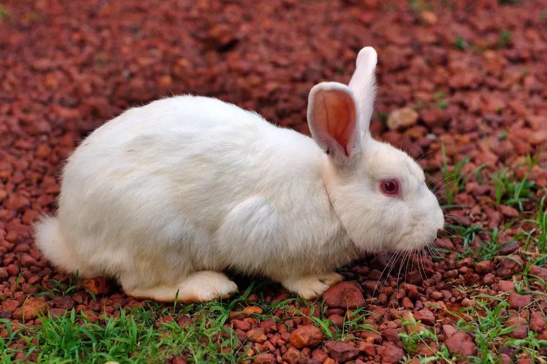 Rabbits Can Live Over a Decade (Image Credits: Unsplash)
