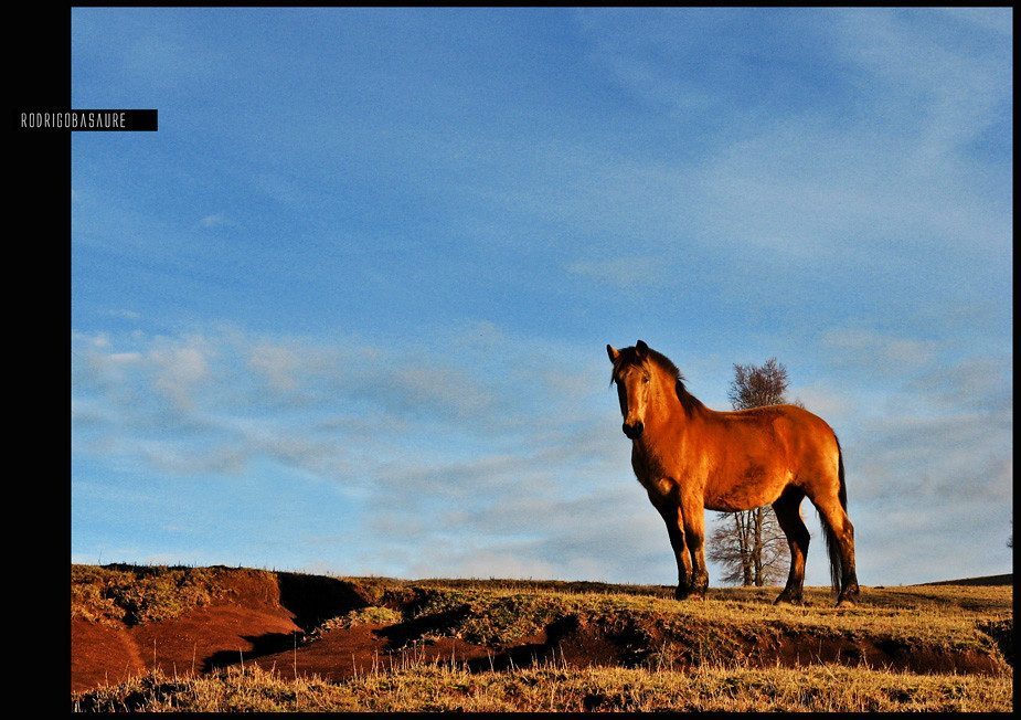 Honoring Your Spirit Animal's Strength (Image Credits: Flickr)