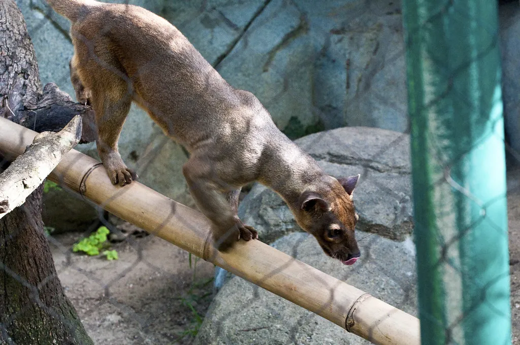 Conclusion: A Predator We Ignore at Our Own Risk (BFS Man, Flickr, CC BY 2.0)