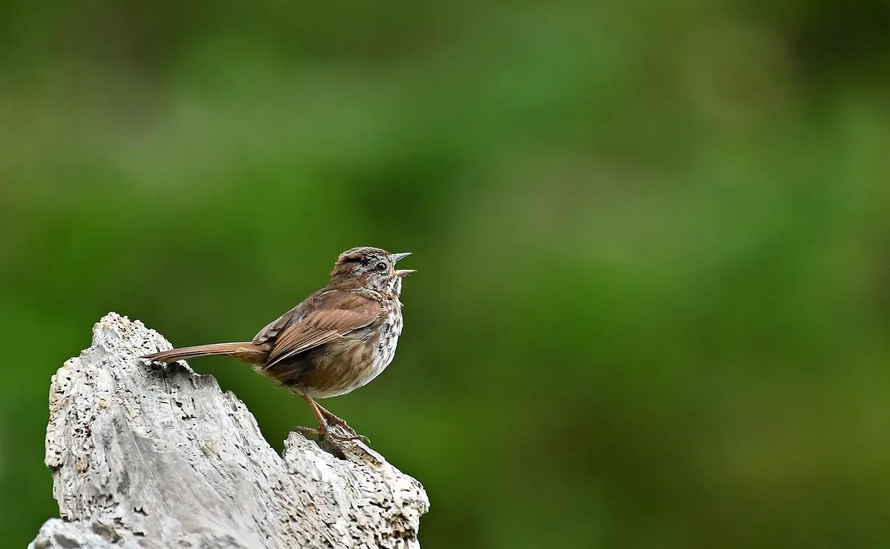 Defending Territory When Rivals Are Listening (Image Credits: Pixabay)