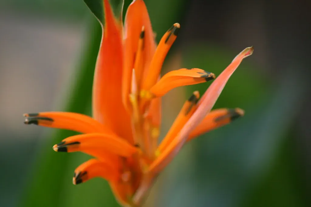 Florida Orange Blossom: Purity, Prosperity, and Sunshine State Pride (Image Credits: Flickr)