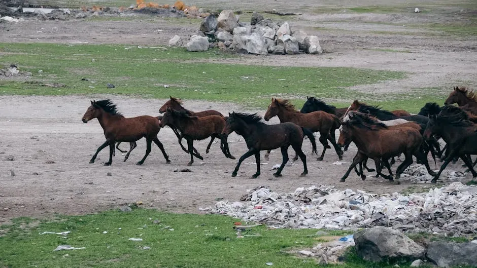 The Numbers Problem: Too Many Horses, Not Enough Solutions (Image Credits: Pexels)