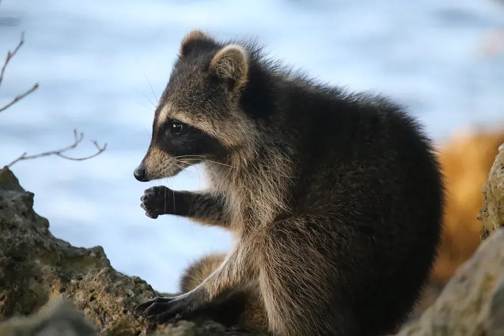 Raccoons Are Not Ecological Nuisances - They Actually Play a Role (cuatrok77, Flickr, CC BY-SA 2.0)