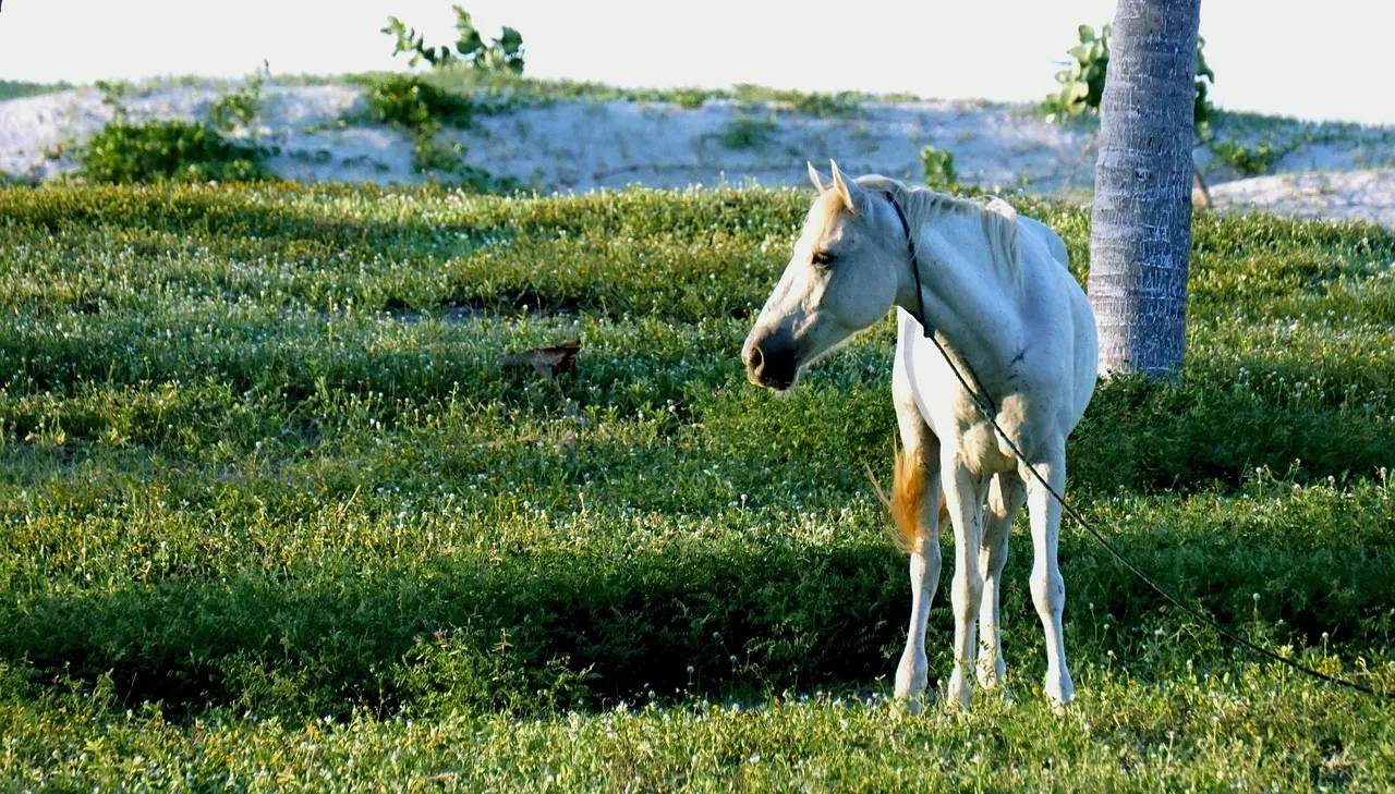 #6 - The Question About Breeding or Reproductive History (Image Credits: Pixabay)