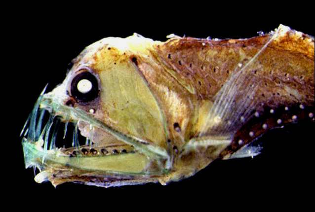 Viperfish - Nature's Underwater Dentist's Nightmare (Image Credits: Wikimedia)