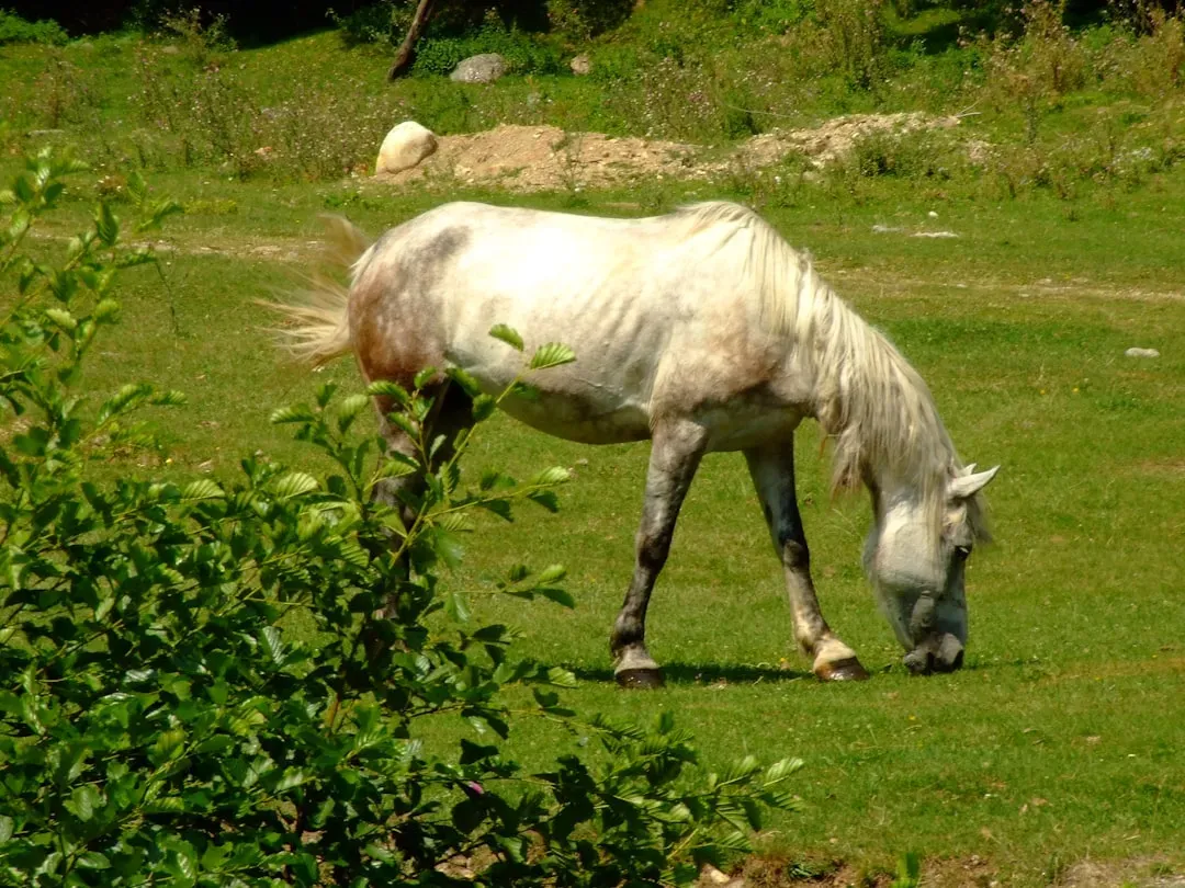 Understanding What Age Really Means for Horses (Image Credits: Unsplash)