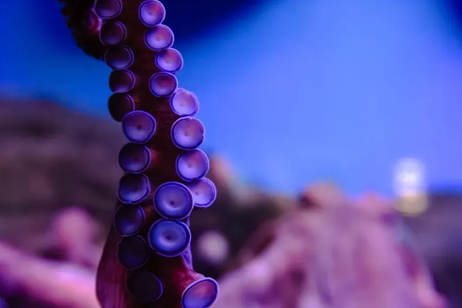 Why These Patterns Suggest Dreaming (Image Credits: Pexels)