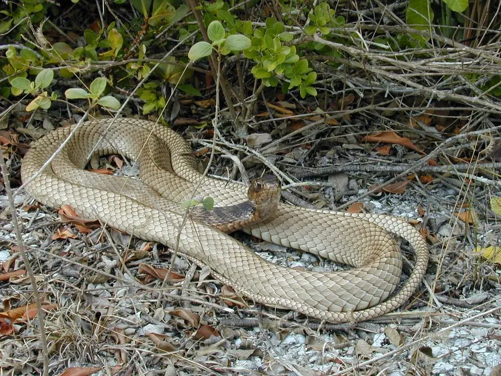 Pisces: Coachwhip Snake (Image Credits: Wikimedia)