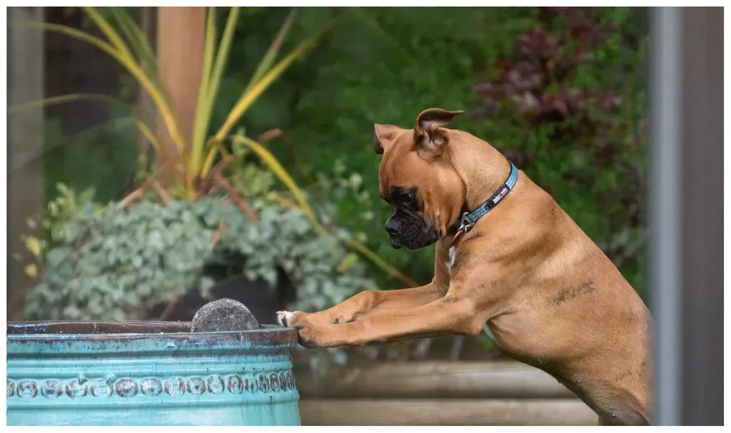 Boxer: The Loyal Goofball (Image Credits: Flickr)