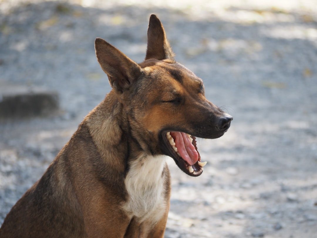 Yawning Often Signals Stress, Not Tiredness (Image Credits: Unsplash)