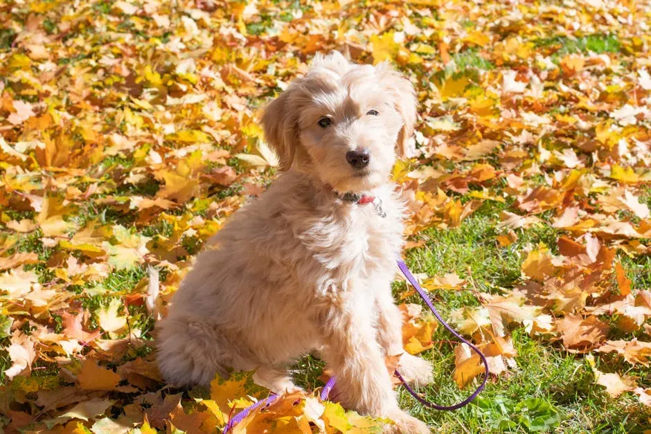 #6: The Goldendoodle (Image Credits: Pexels)