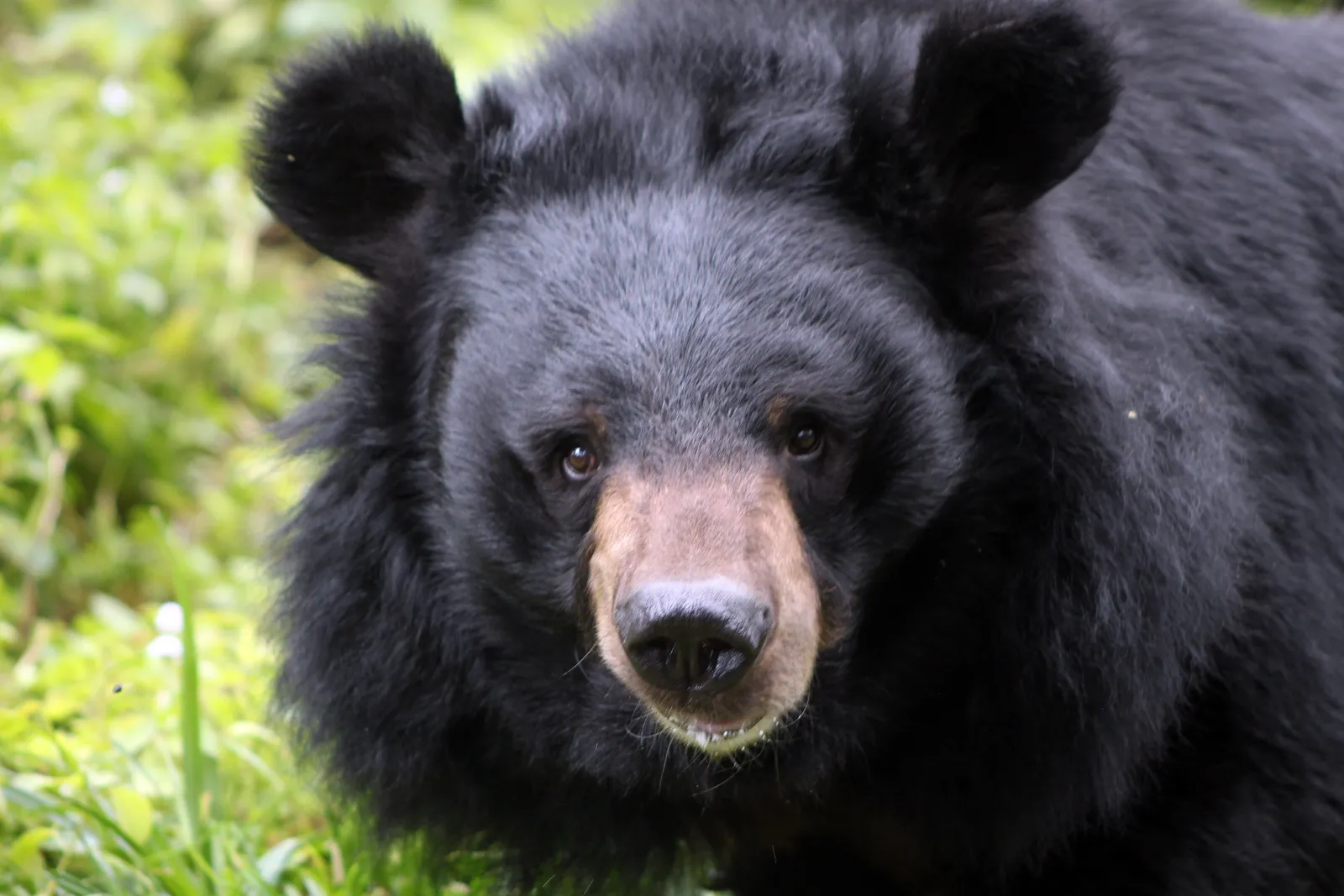 Mistake 3: Approaching for a Better Look or a Photo (Himalayan black bear close up, CC BY 2.0)