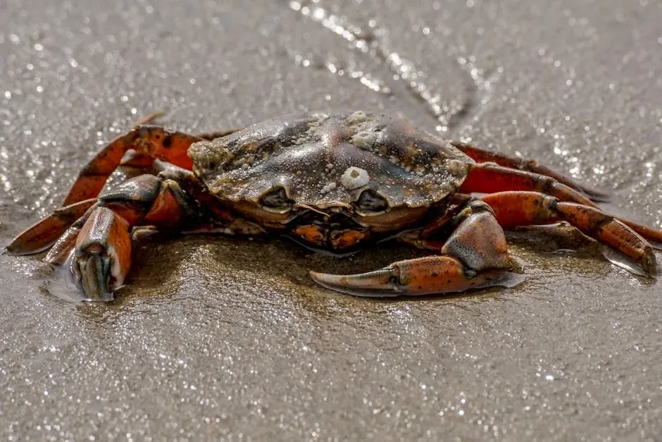 The Crab: Cancer's Armored Heart (Image Credits: Pexels)