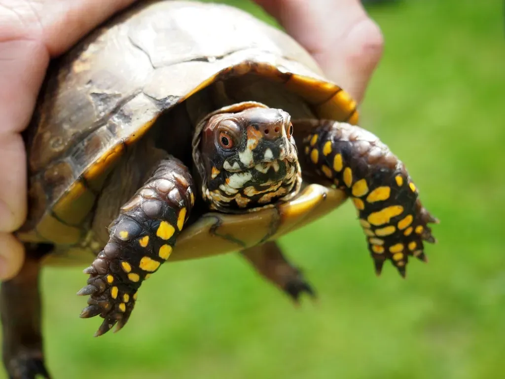 A Slow Life Worth Protecting (Image Credits: Rawpixel)