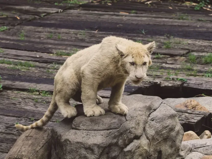 Science vs. Screen: What Hollywood Got Wrong About Smilodon (Image Credits: Pexels)