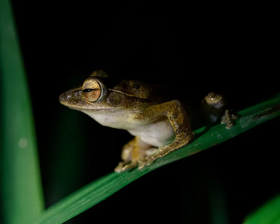 A Forest Full of Secrets: Where the Frog Was Found (Image Credits: Unsplash)