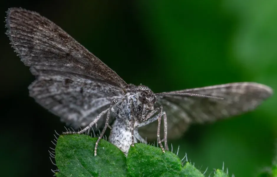 Support Night-Time Pollinators (Image Credits: Pexels)