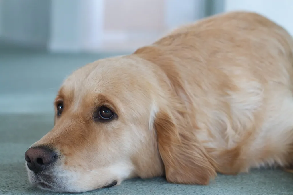#10 - Their Eyes Look Different&hellip; Even If You Can't Explain How (cogdogblog, Flickr, CC BY 2.0)