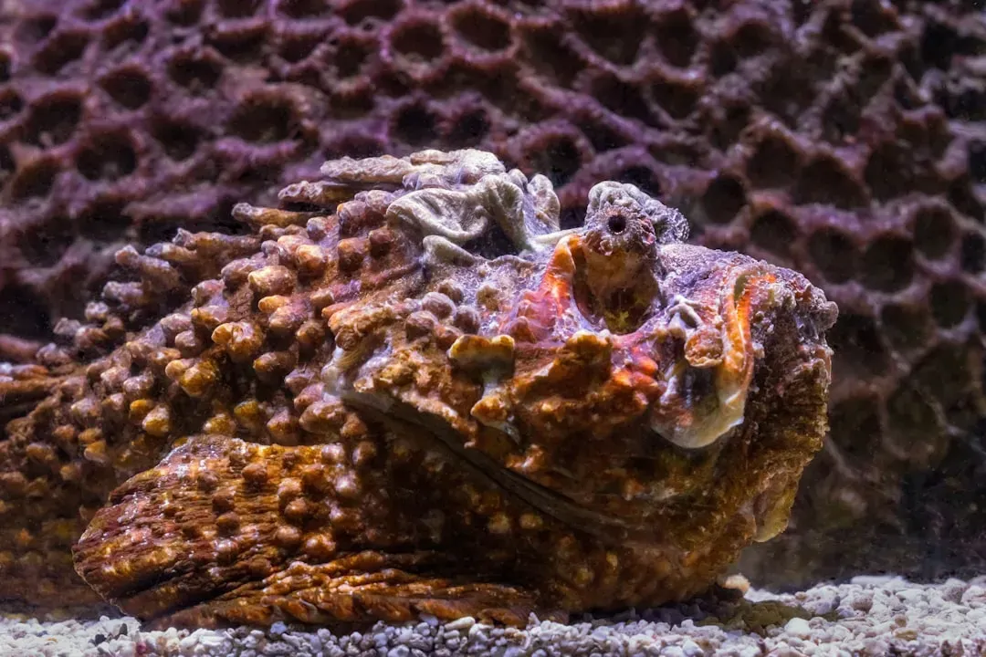 Stonefish: The Master of Deadly Disguise (Image Credits: Unsplash)