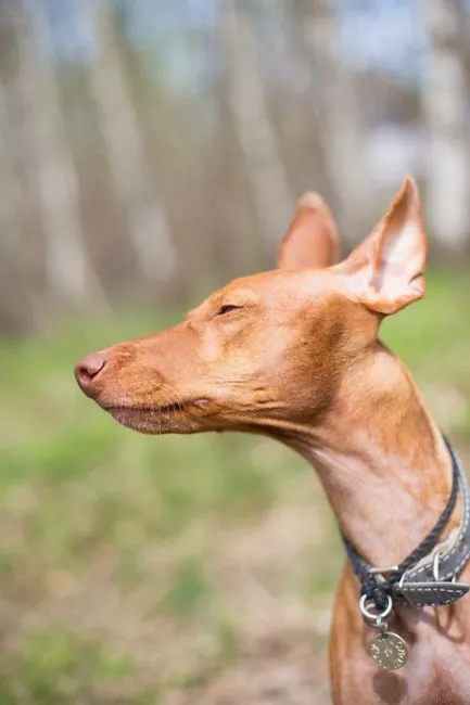 #2. Pharaoh Hound (Image Credits: Pexels)