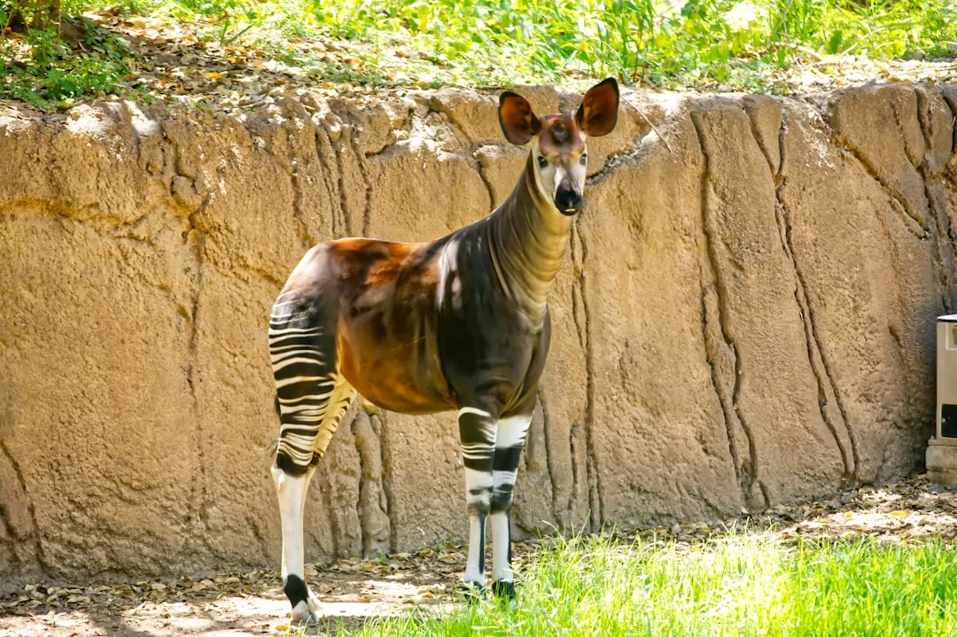 Okapi: The African Unicorn (Image Credits: Unsplash)