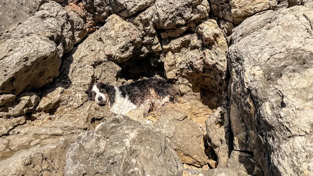 6. Dogs Rescued from Thailand's Flooded Caves (Image Credits: Unsplash)