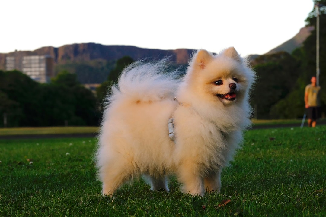 #3 Pomeranian (Image Credits: Unsplash)