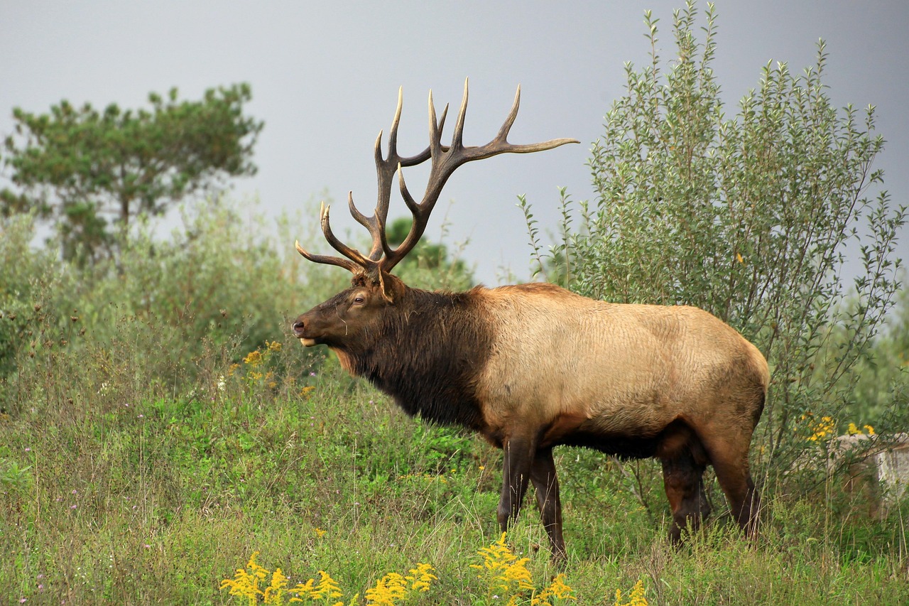 Special Situations Bulls During Mating Season (Image Credits: Pixabay)