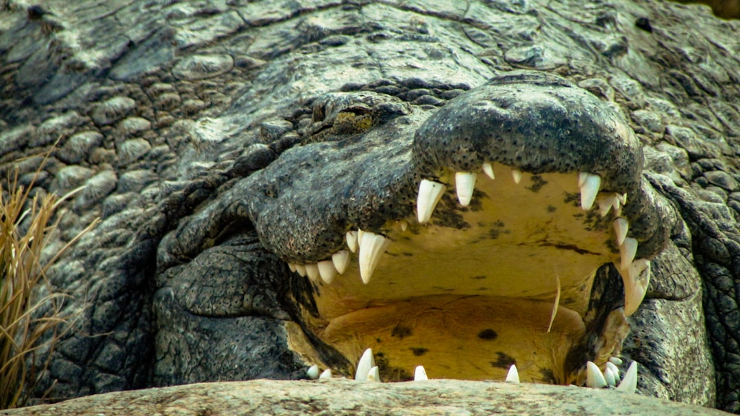 Nile Crocodile (Image Credits: Unsplash)