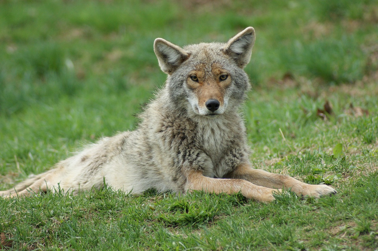 When Feeding Wildlife Becomes Fatal (Image Credits: Pixabay)