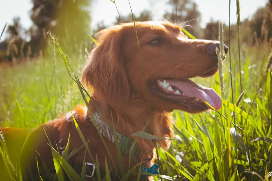 Sagittarius Dogs: The Adventure-Seekers Who Never Sit Still (Image Credits: Unsplash)