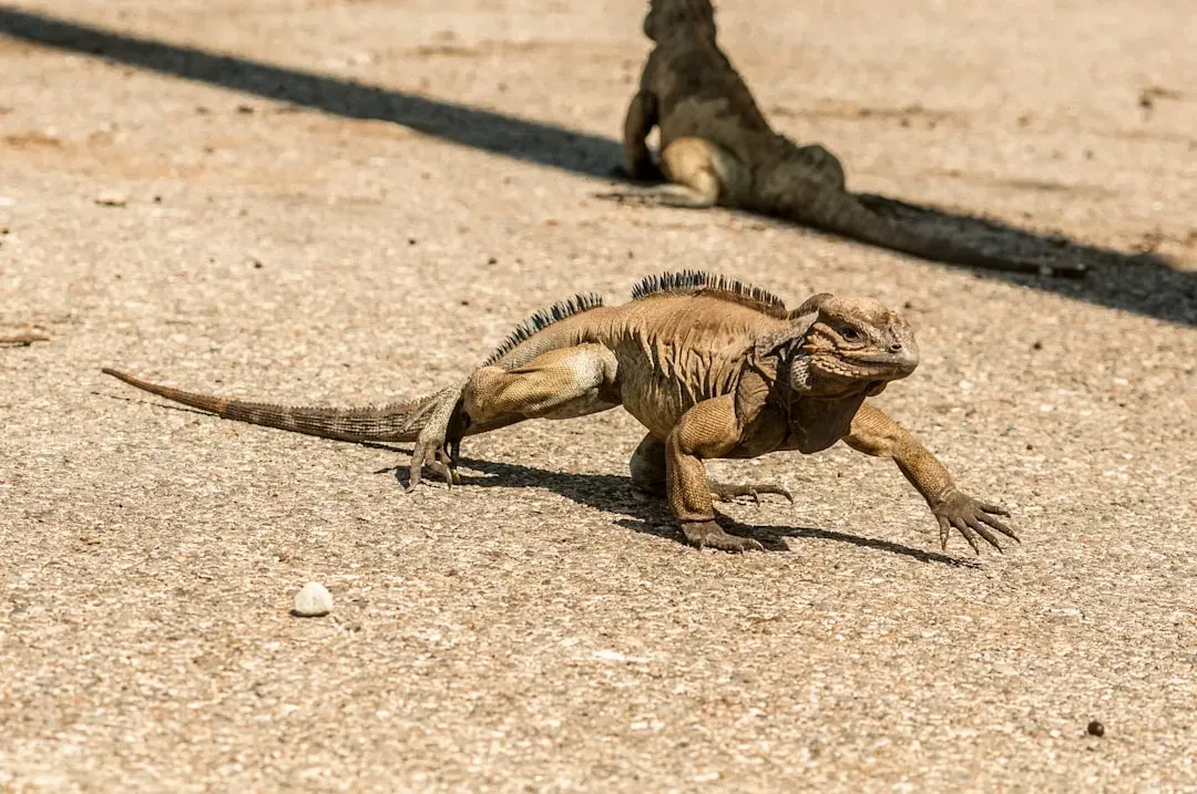 5. Bipedal Sprints at Human Speed (Image Credits: Unsplash)
