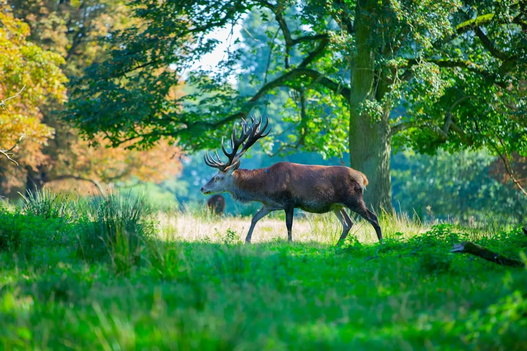#3 - Your Garden Turns Into a Daytime Hangout, Not Just a Night Highway (Image Credits: Unsplash)