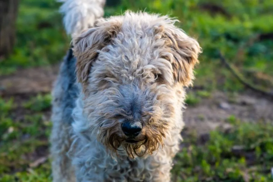 #12 - Fox Terrier (Smooth/Wire): Restless Hunter Mode (Never Settles Easily) (Image Credits: Pexels)